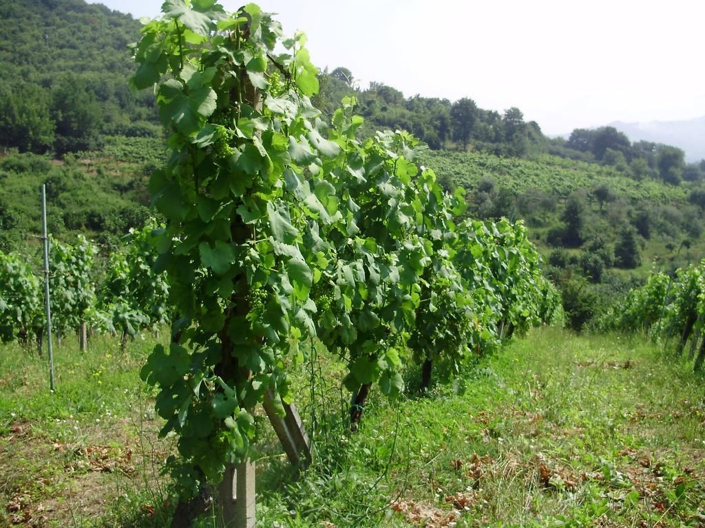Tenuta Montelaura Forino Bagian luar foto