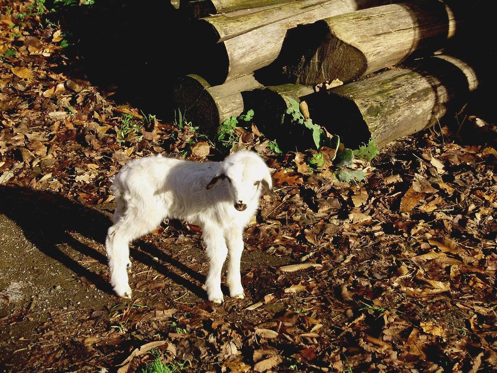 Tenuta Montelaura Forino Bagian luar foto