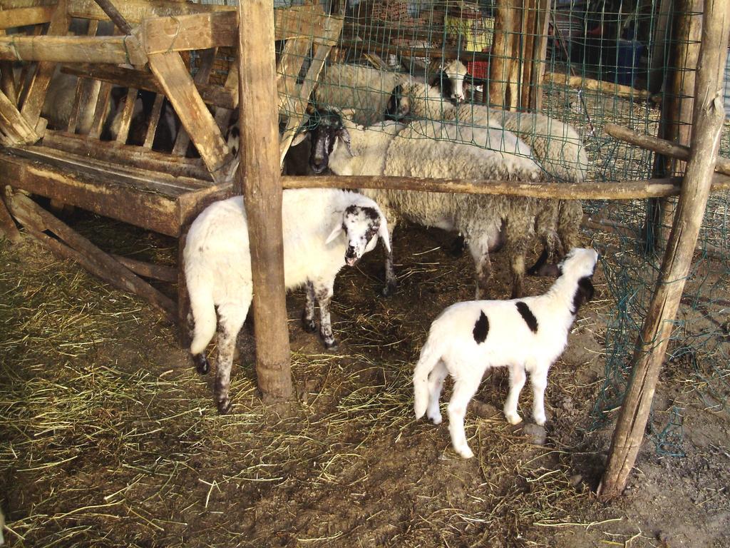 Tenuta Montelaura Forino Bagian luar foto