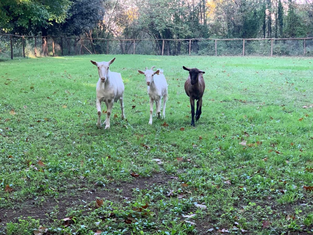 Tenuta Montelaura Forino Bagian luar foto