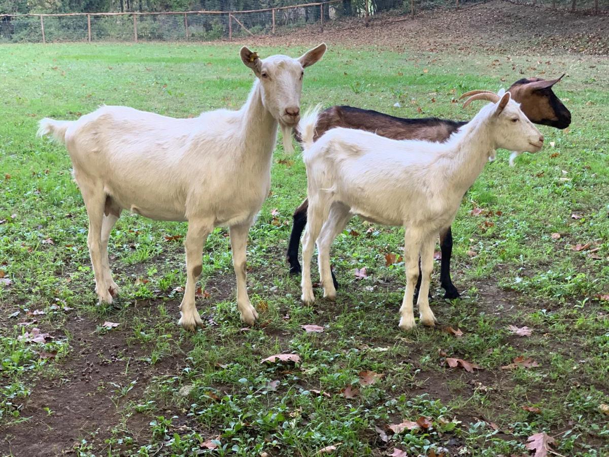 Tenuta Montelaura Forino Bagian luar foto